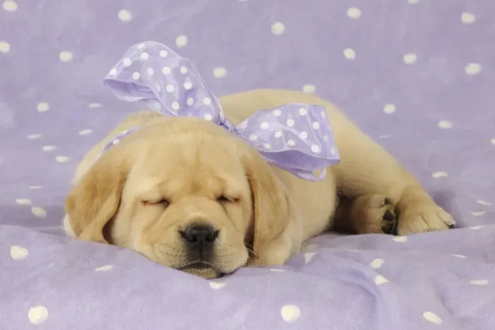 Framed Print : DOG. Yellow labrador puppy laying down with purple bow around its neck Framed Print : DOG. Yellow labrador puppy laying down with purple bow around its neck
