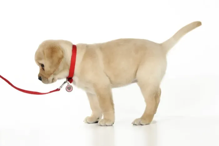 Framed Print : DOG. Yellow labrador puppy on lead Framed Print : DOG. Yellow labrador puppy on lead