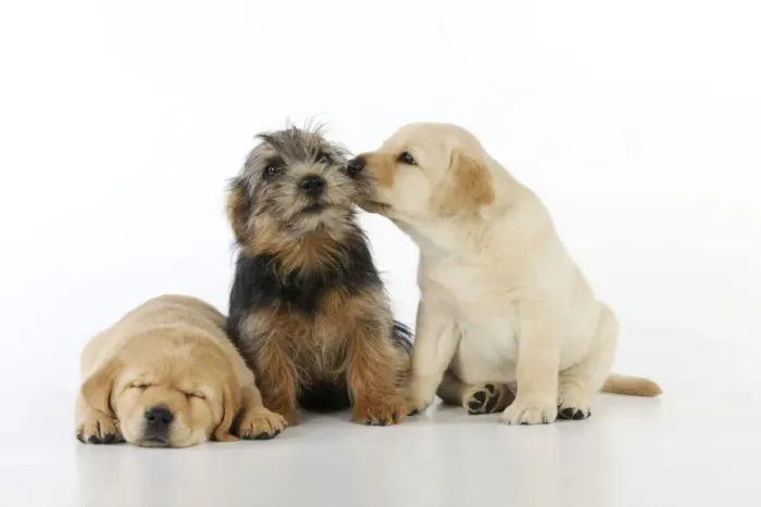 Framed Print : DOG. Yellow labrador puppy licking norfolk terrier puppy sitting next to yellow labrador puppy laying down Framed Print : DOG. Yellow labrador puppy licking norfolk terrier puppy sitting next to yellow labrador puppy laying down