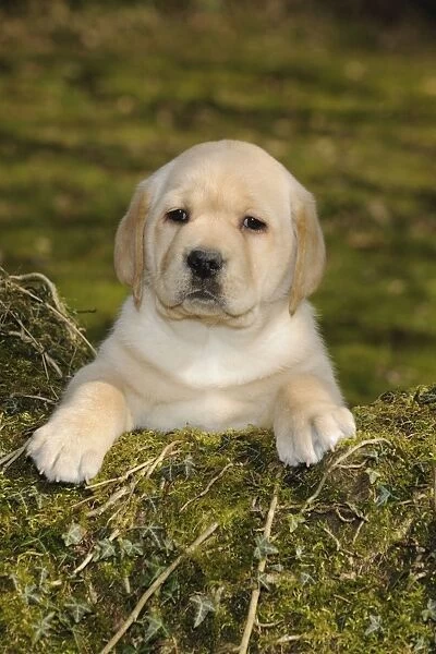 DOG. Yellow labrador puppy looking over moss covered wood