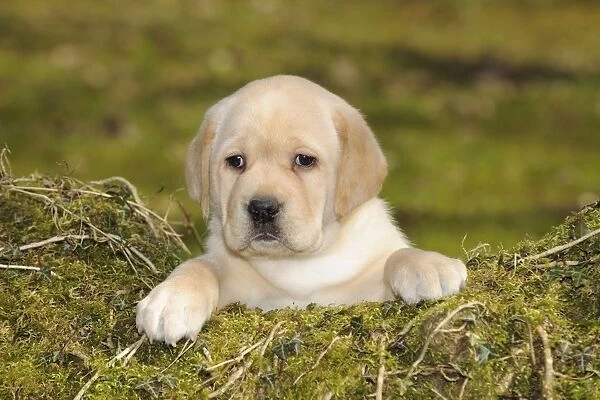 DOG. Yellow labrador puppy looking over moss covered wood