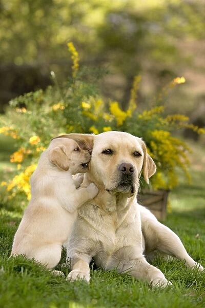 Dog - Yellow Labrador puppy playing with parent