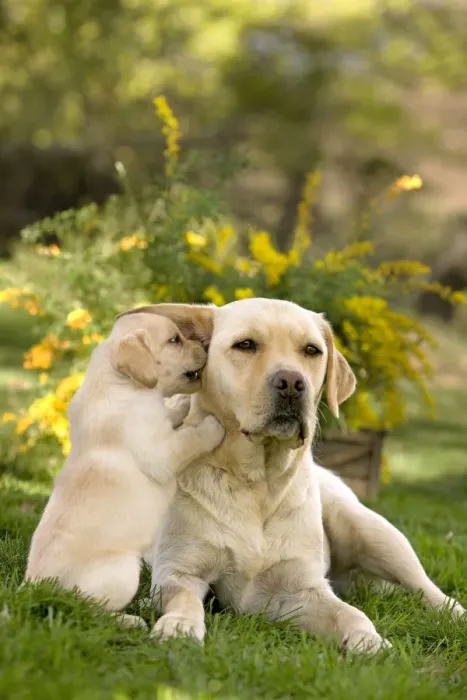 Framed Print : Dog - Yellow Labrador puppy playing with parent Framed Print : Dog - Yellow Labrador puppy playing with parent