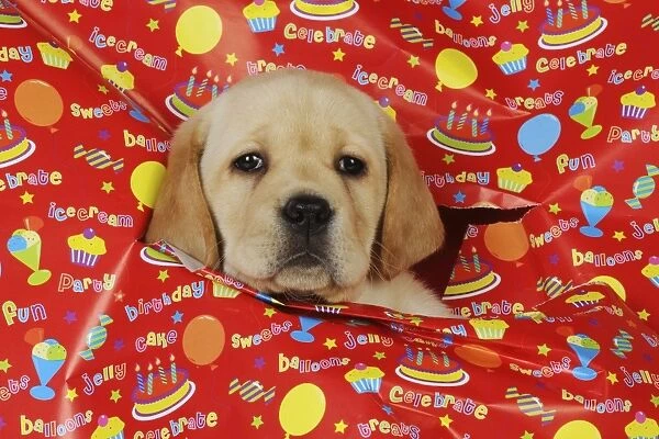 DOG. Yellow labrador puppy poking head through hole in birthday wrapping paper