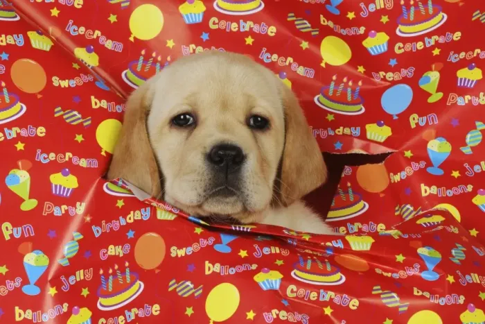 Framed Print : DOG. Yellow labrador puppy poking head through hole in birthday wrapping paper Framed Print : DOG. Yellow labrador puppy poking head through hole in birthday wrapping paper