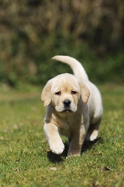 DOG. Yellow labrador puppy running on lawn