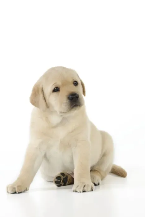 Framed Print : DOG. Yellow labrador puppy sitting down Framed Print : DOG. Yellow labrador puppy sitting down