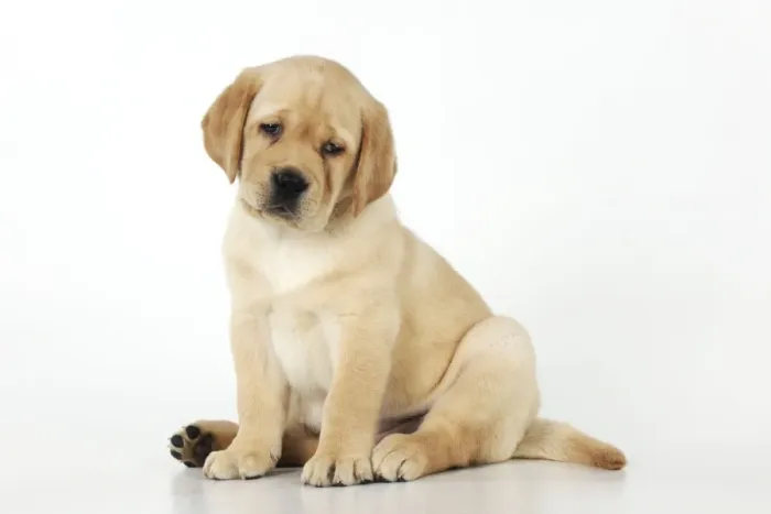 Framed Print : DOG. Yellow labrador puppy sitting down Framed Print : DOG. Yellow labrador puppy sitting down