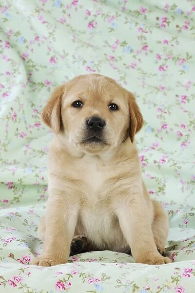 DOG. Yellow labrador puppy sitting on blanket