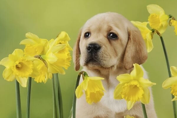 DOG. Yellow labrador puppy sitting amongst daffodils