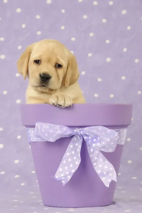 Framed Print : DOG. Yellow labrador puppy sitting in a plant pot Framed Print : DOG. Yellow labrador puppy sitting in a plant pot