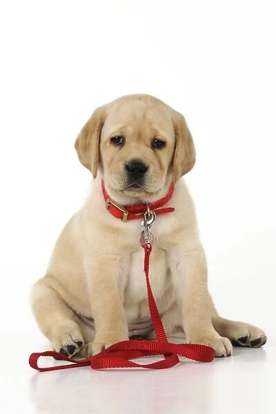 DOG. Yellow labrador puppy sitting down wearing collar and lead