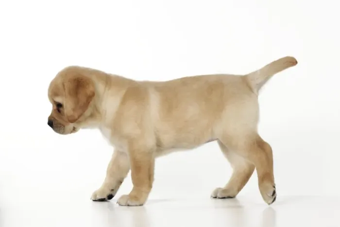 Framed Print : DOG. Yellow labrador puppy walking across floor Framed Print : DOG. Yellow labrador puppy walking across floor
