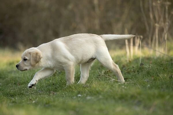 Dog - Yellow Labrador Retreiver puppy exploring outside