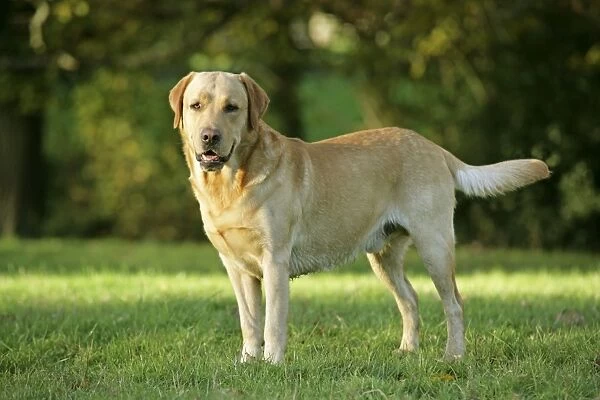 Dog - Yellow Labrador Retriever on grass