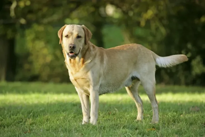 Framed Print : Dog - Yellow Labrador Retriever on grass Framed Print : Dog - Yellow Labrador Retriever on grass