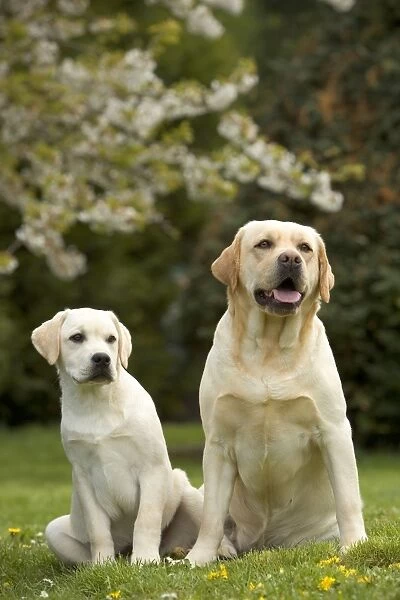 Dog - two Yellow Labrador Retrievers