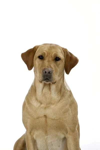 Dog - Yellow Labrador - sitting