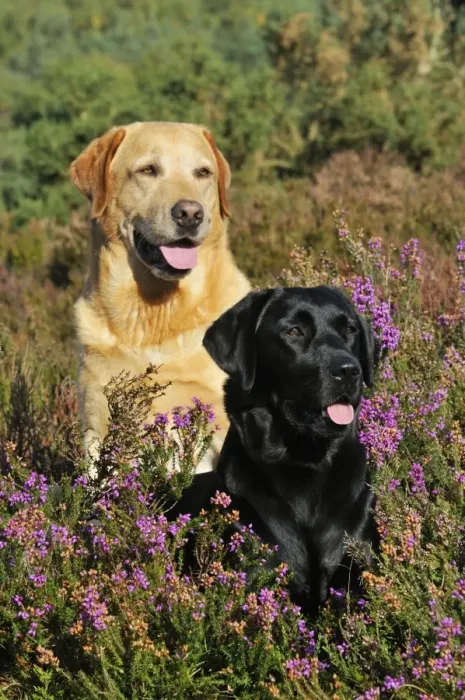 Framed Print : DOG. Yellow labrador sitting behind black labrador Framed Print : DOG. Yellow labrador sitting behind black labrador