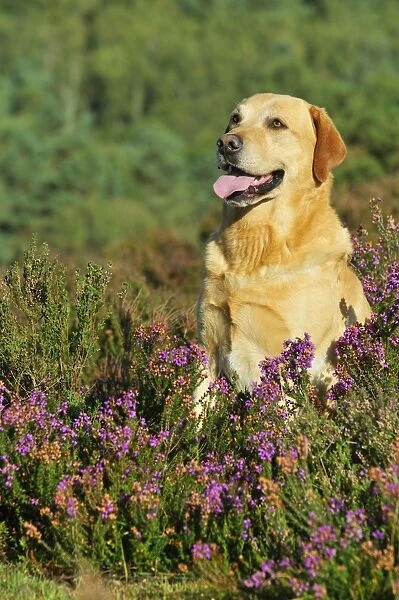DOG. Yellow labrador sitting in heather