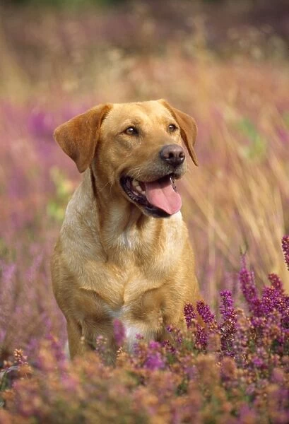 Dog - Yellow Labrador - sitting in heather
