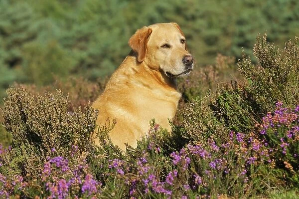 DOG. Yellow labrador sitting in heather looking over shoulder