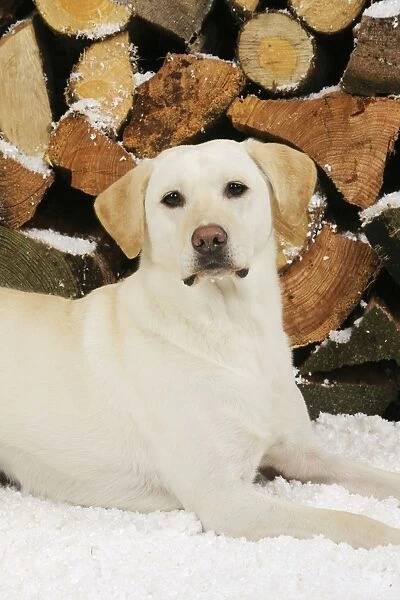 DOG. Yellow labrador sitting in snow in front of logs