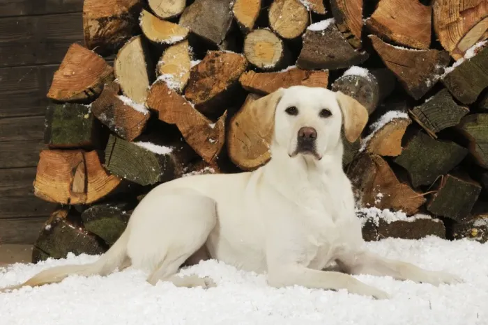 Framed Print : DOG. Yellow labrador sitting in snow in front of logs Framed Print : DOG. Yellow labrador sitting in snow in front of logs