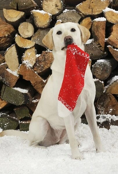 DOG. Yellow labrador sitting in snow in front of logs holding christmas stocking