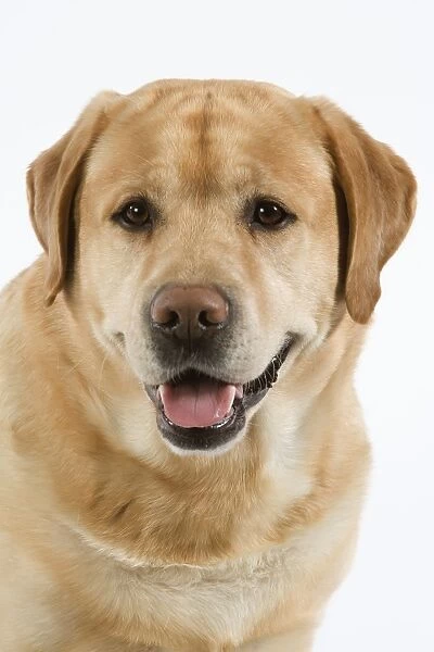 Dog - Yellow Labrador sitting down with tongue sticking out