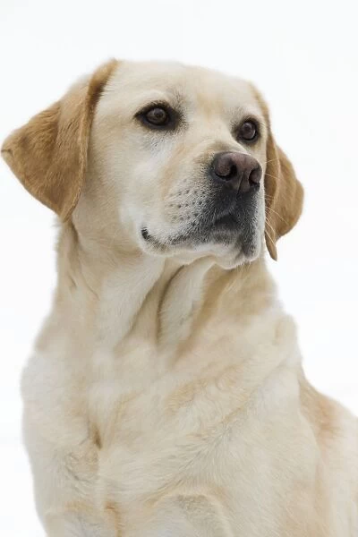Dog - Yellow Labrador in studio