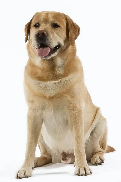 Dog - Yellow Labrador with tongue sticking out