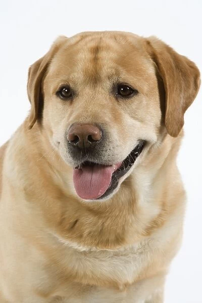 Dog - Yellow Labrador with tongue sticking out