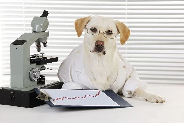 DOG. Yellow labrador wearing lab coat with microscope (Lab Report says you're fine)