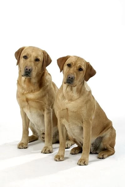 Dog - Yellow Labradors - male and female
