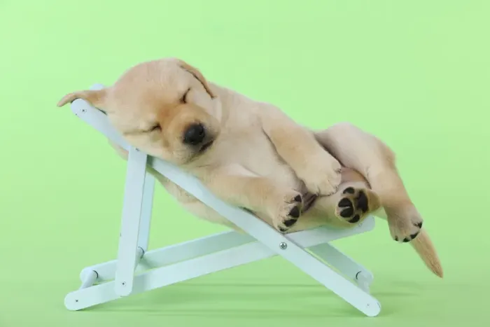 Framed Print : DOG. Yellow labrdaor puppy laying in deckchair Framed Print : DOG. Yellow labrdaor puppy laying in deckchair