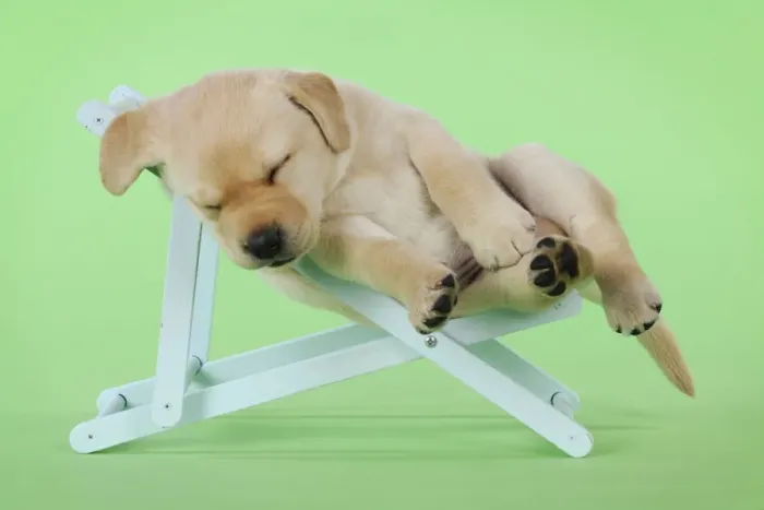 Framed Print : DOG. Yellow labrdaor puppy laying in deckchair Framed Print : DOG. Yellow labrdaor puppy laying in deckchair
