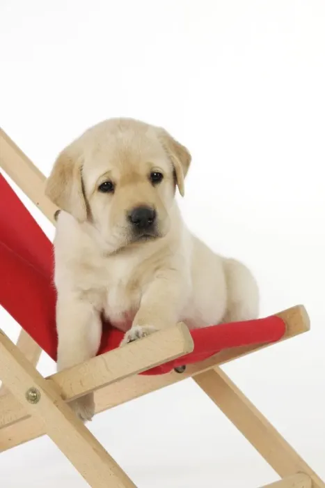 Framed Print : DOG. Yellow labrdaor puppy sitting in deckchair Framed Print : DOG. Yellow labrdaor puppy sitting in deckchair