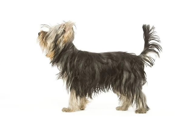 Dog - Yorkshire Terrier