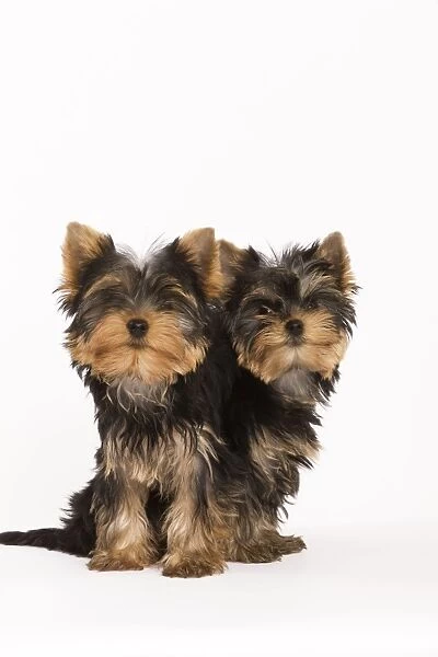 Dog - Yorkshire terrier - two