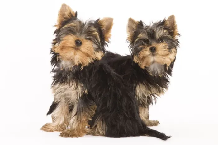 Framed Print : Dog - Yorkshire terrier - two Framed Print : Dog - Yorkshire terrier - two