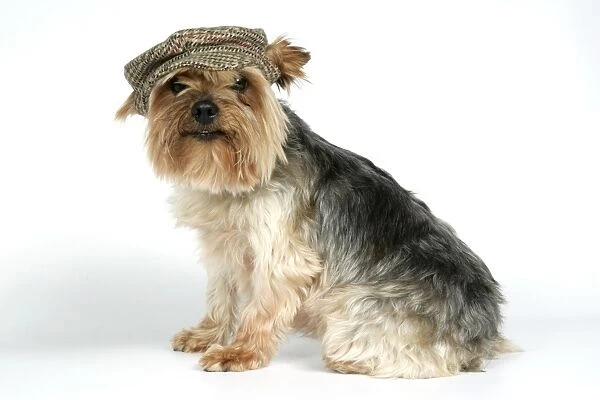 DOG. Yorkshire terrier with cap  /  hat