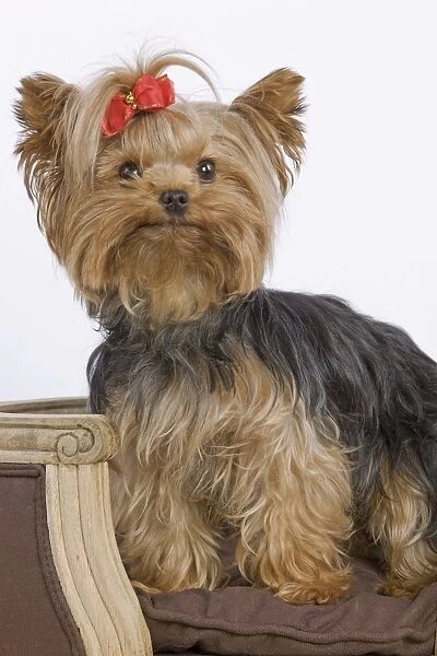 Dog - Yorkshire Terrier on chair