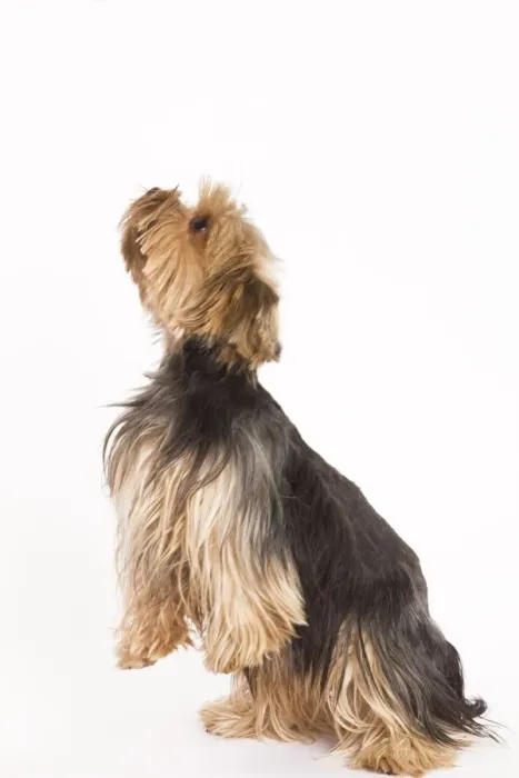 Framed Print : Dog - Yorkshire terrier on hind legs Framed Print : Dog - Yorkshire terrier on hind legs