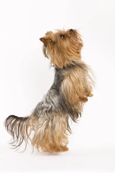 Framed Print : Dog - Yorkshire terrier on hind legs Framed Print : Dog - Yorkshire terrier on hind legs