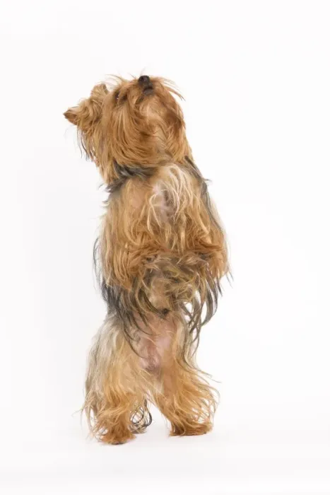 Framed Print : Dog - Yorkshire terrier on hind legs Framed Print : Dog - Yorkshire terrier on hind legs