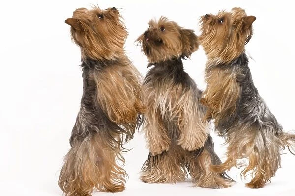 Dog - Yorkshire terrier - three on hind legs