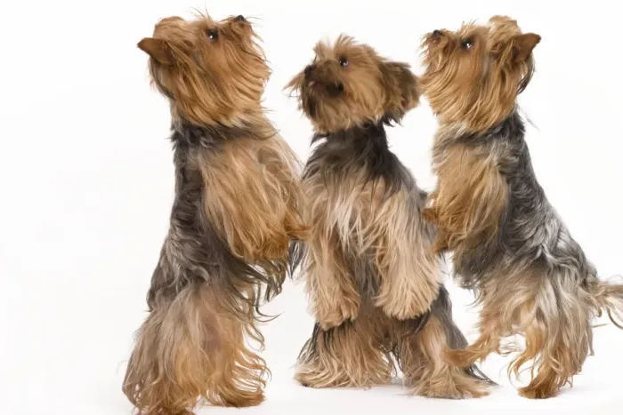 Framed Print : Dog - Yorkshire terrier - three on hind legs Framed Print : Dog - Yorkshire terrier - three on hind legs