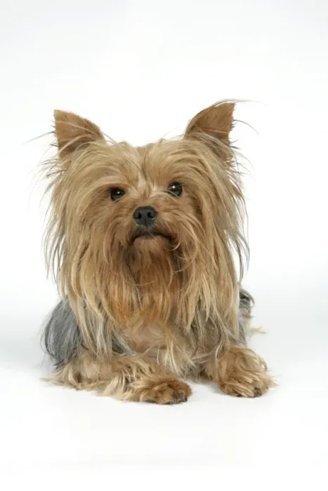 Framed Print : DOG. Yorkshire terrier laying down Framed Print : DOG. Yorkshire terrier laying down