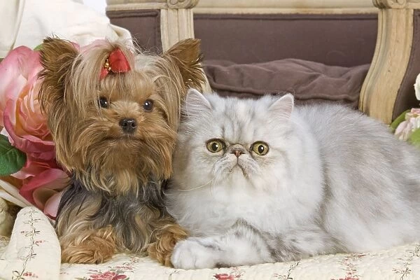 Dog - Yorkshire Terrier and Persian Cat